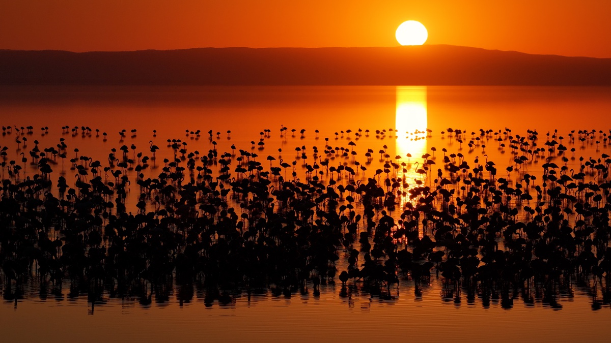 Tuz Gölü\'nde 12.800 Flamingo Yavrusu!