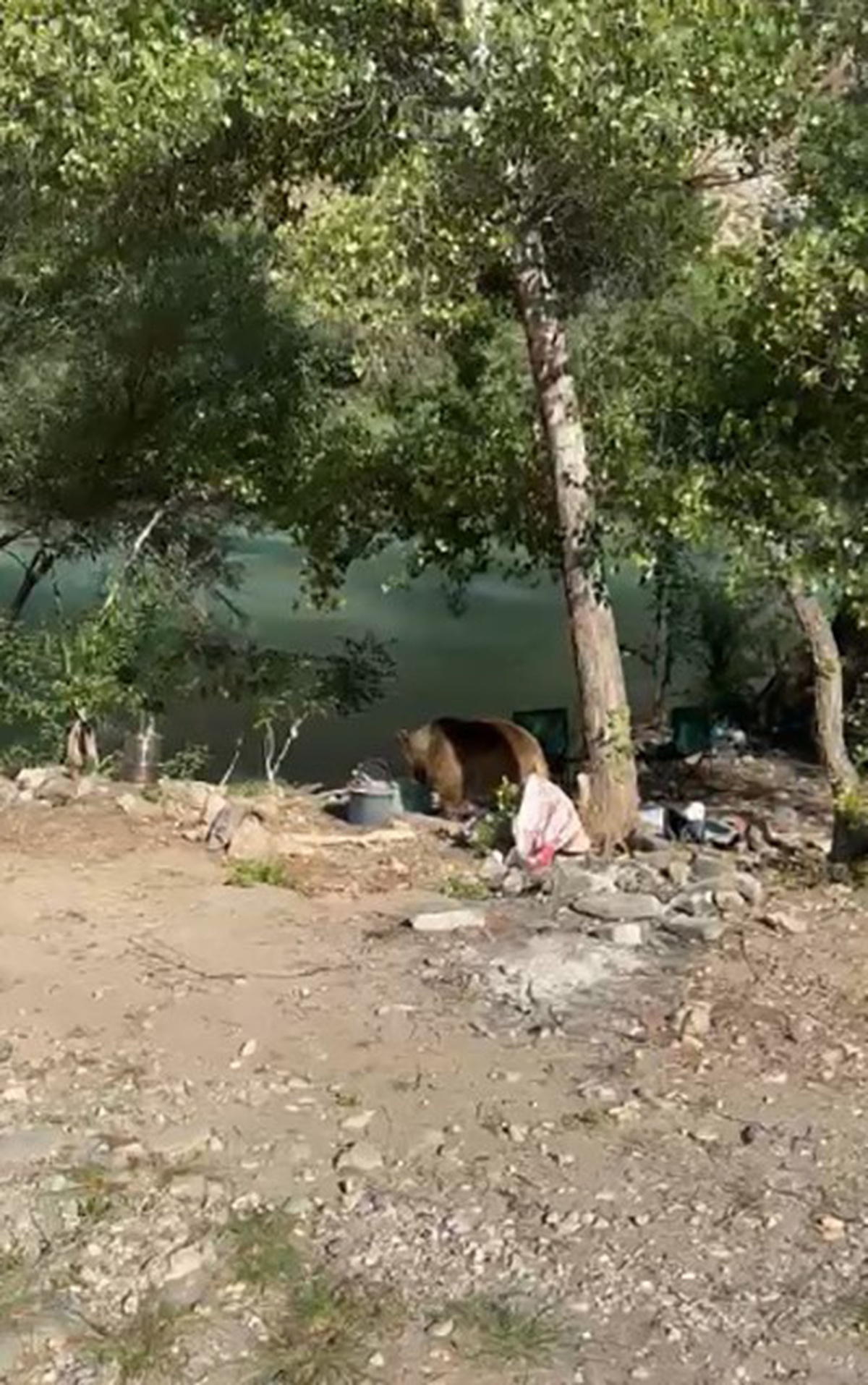 Ovacık\'ta Pikniğe Bozayı Geldi!