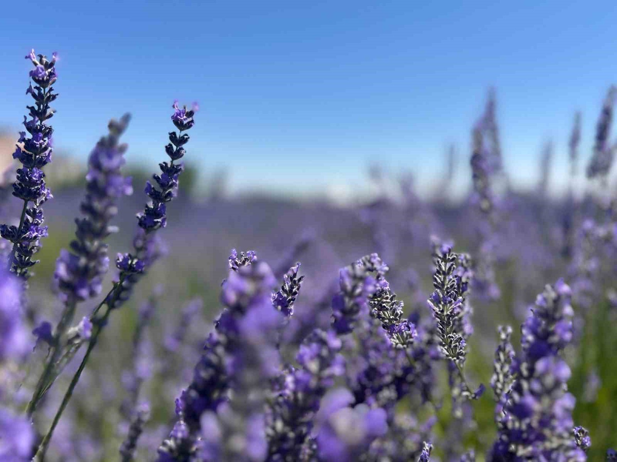 Van YYÜ Tıbbi Aromatik Bitkiler Bahçesi