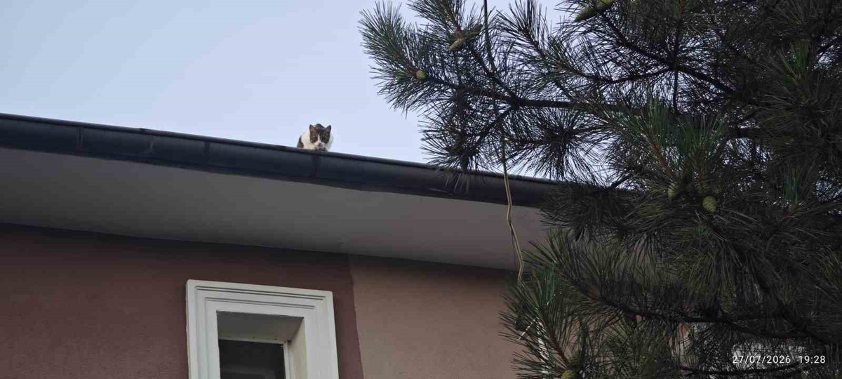 Kedi Apartman Çatısında Mahsur Kaldı