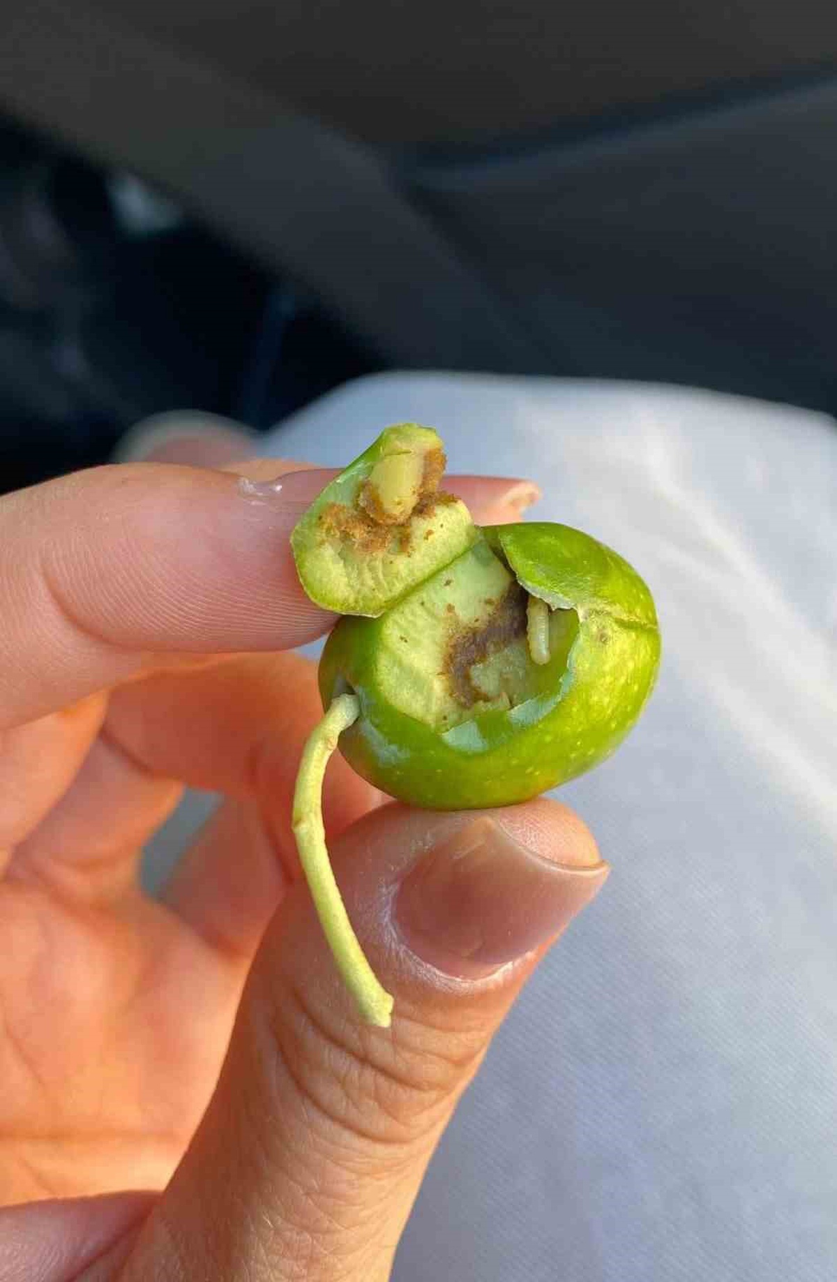 Didim\'de Zeytin Sineği Uyarısı!