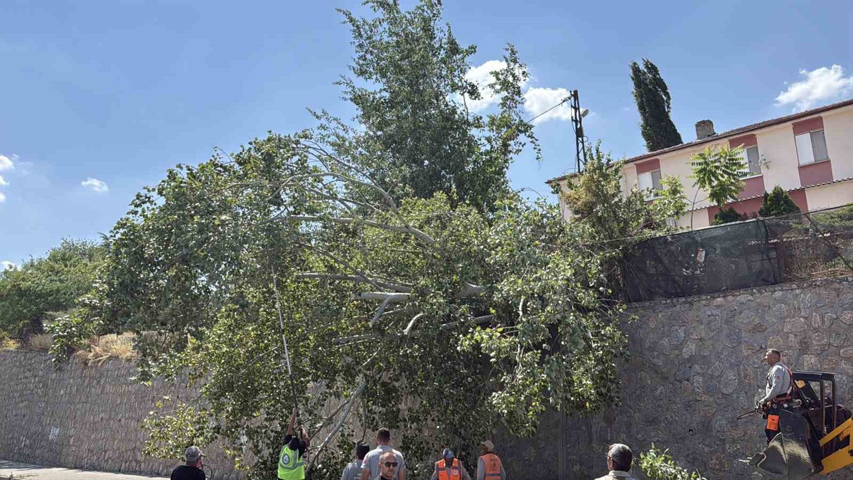 Eskişehir\'de Devrilen Ağaç Trafiği Kısıtladı