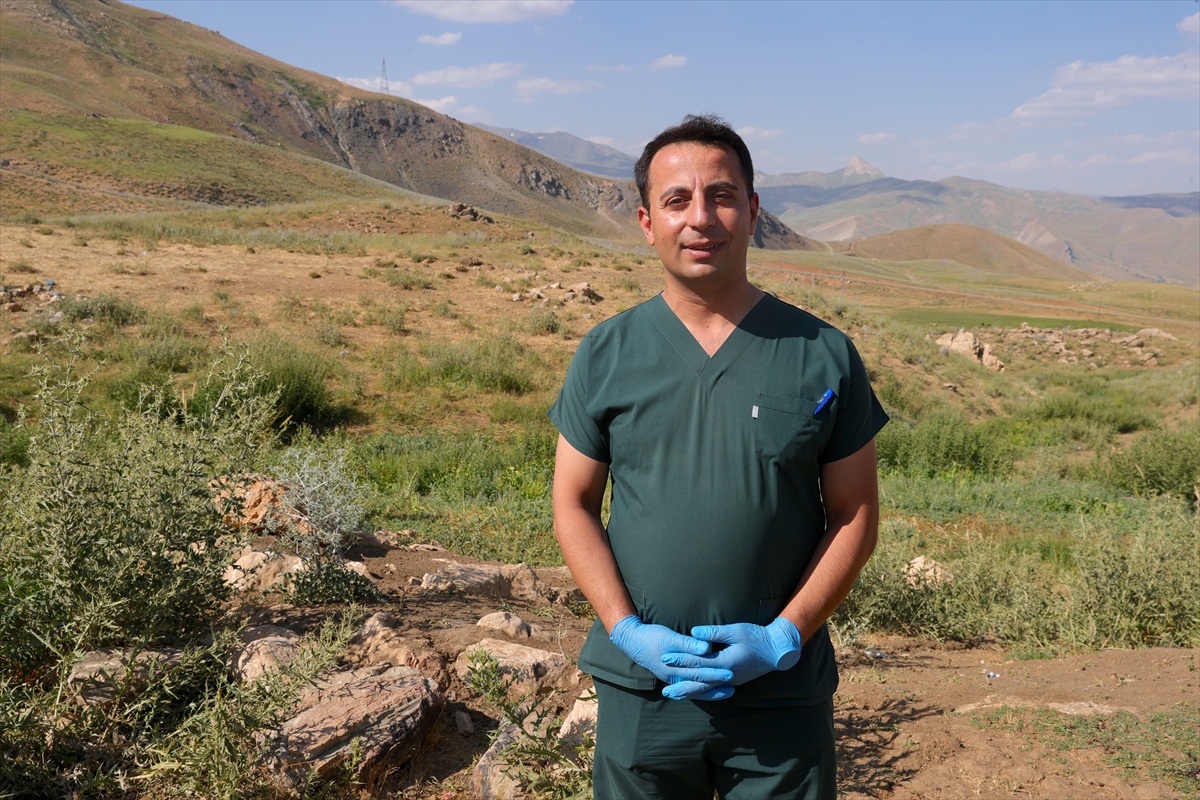 Hakkari\'de Köpek Kimliklendirme Projesi