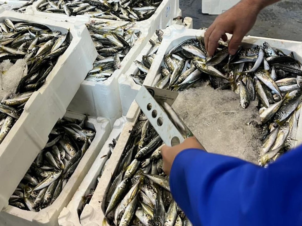 İzmir\'de Su Ürünleri Denetimi: 241 Kg Ürüne El Konuldu