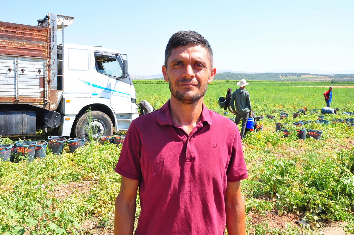 Manisa\'da Salçalık Domates Hasadı Başladı
