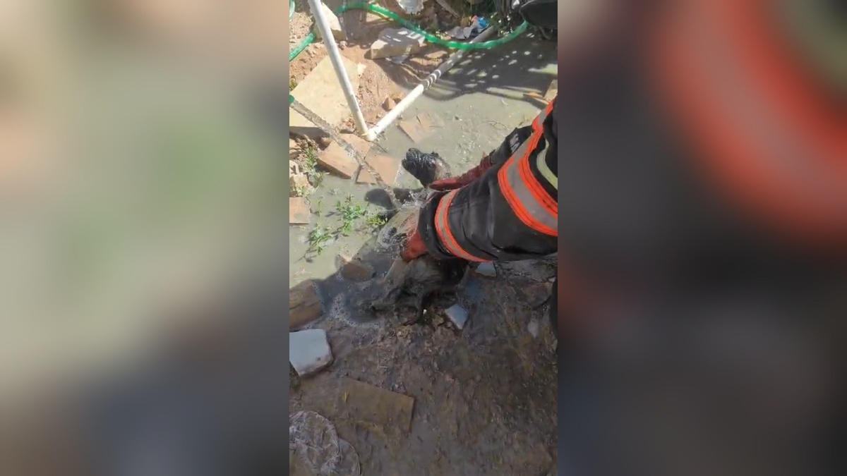 Beton Altında Kalan Yavru Köpek Kurtarıldı