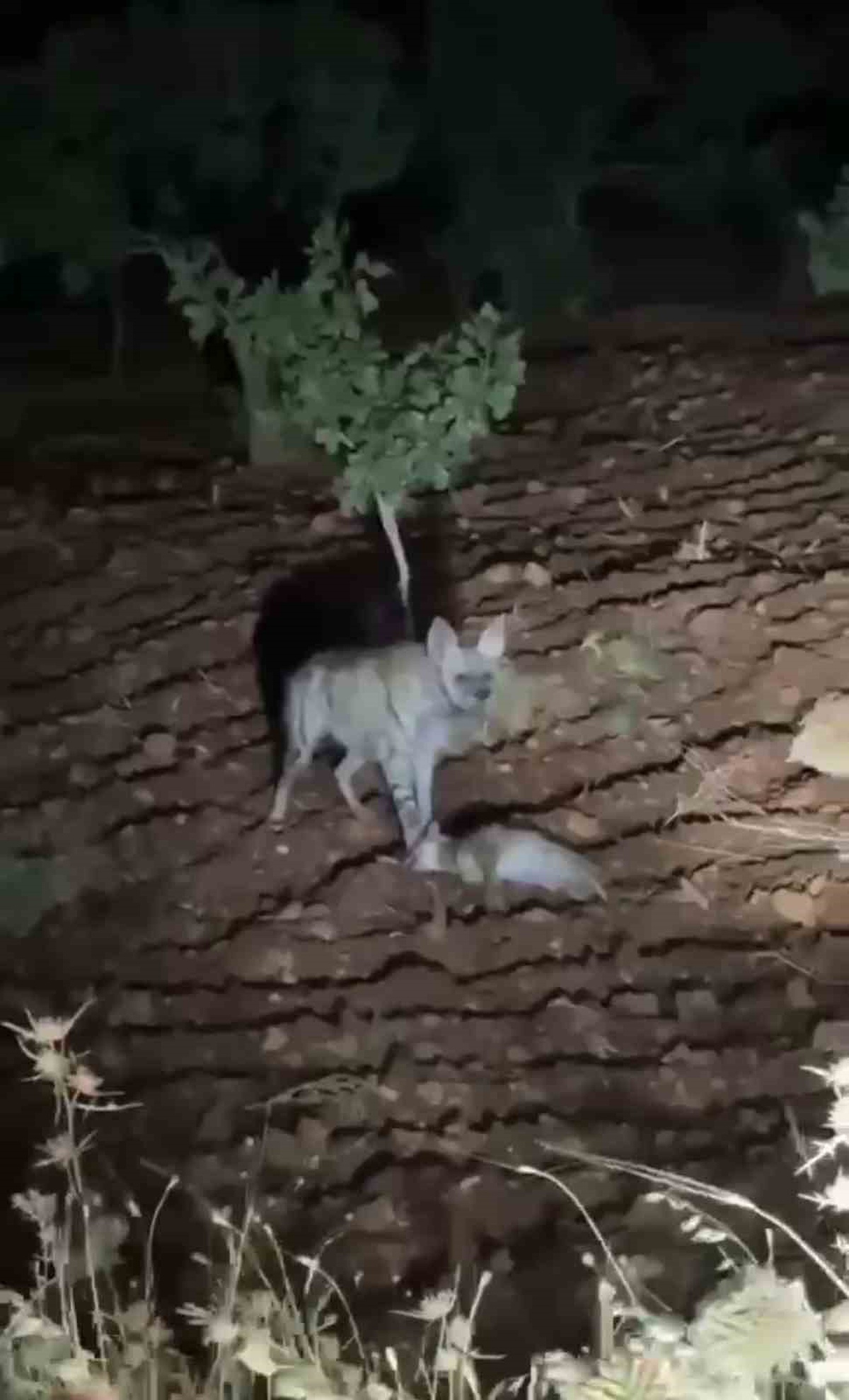 Sırtlanın Av Taşıma Anı Kaydedildi