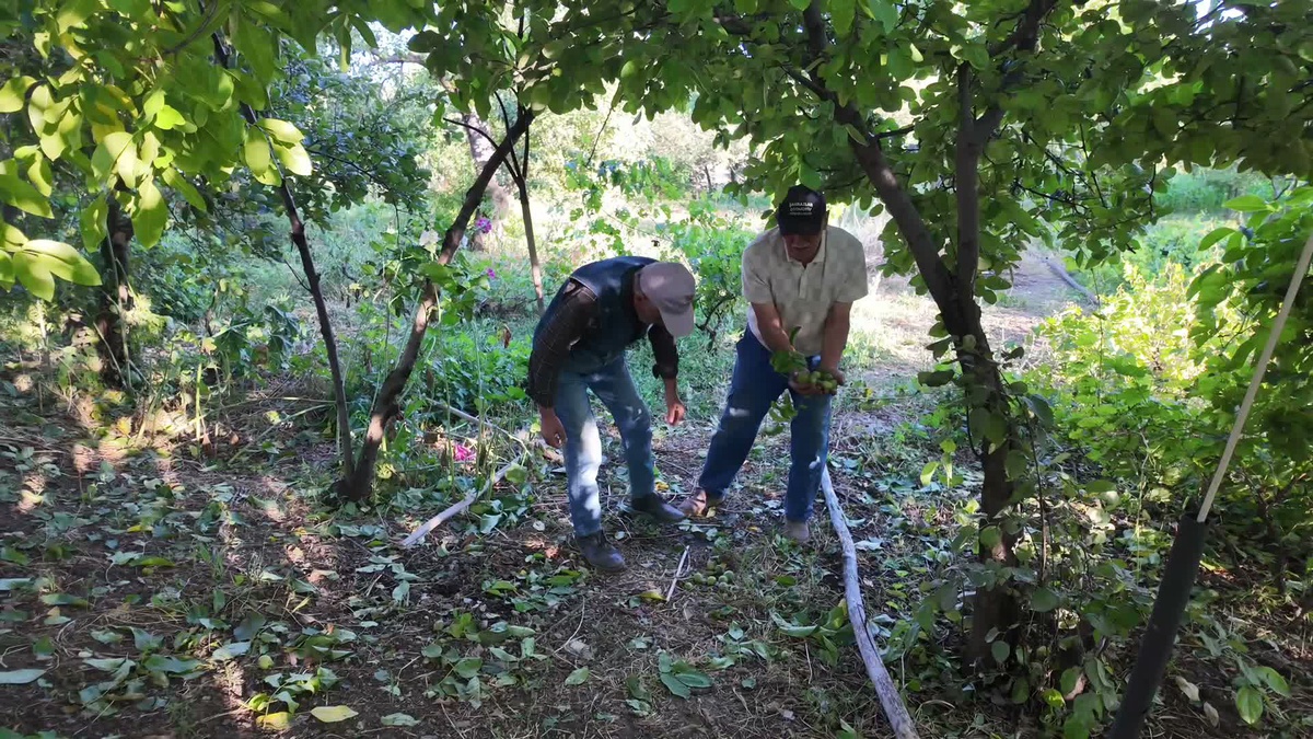 Yozgat\'ta Dolu Afeti Çiftçileri Mağdur Etti