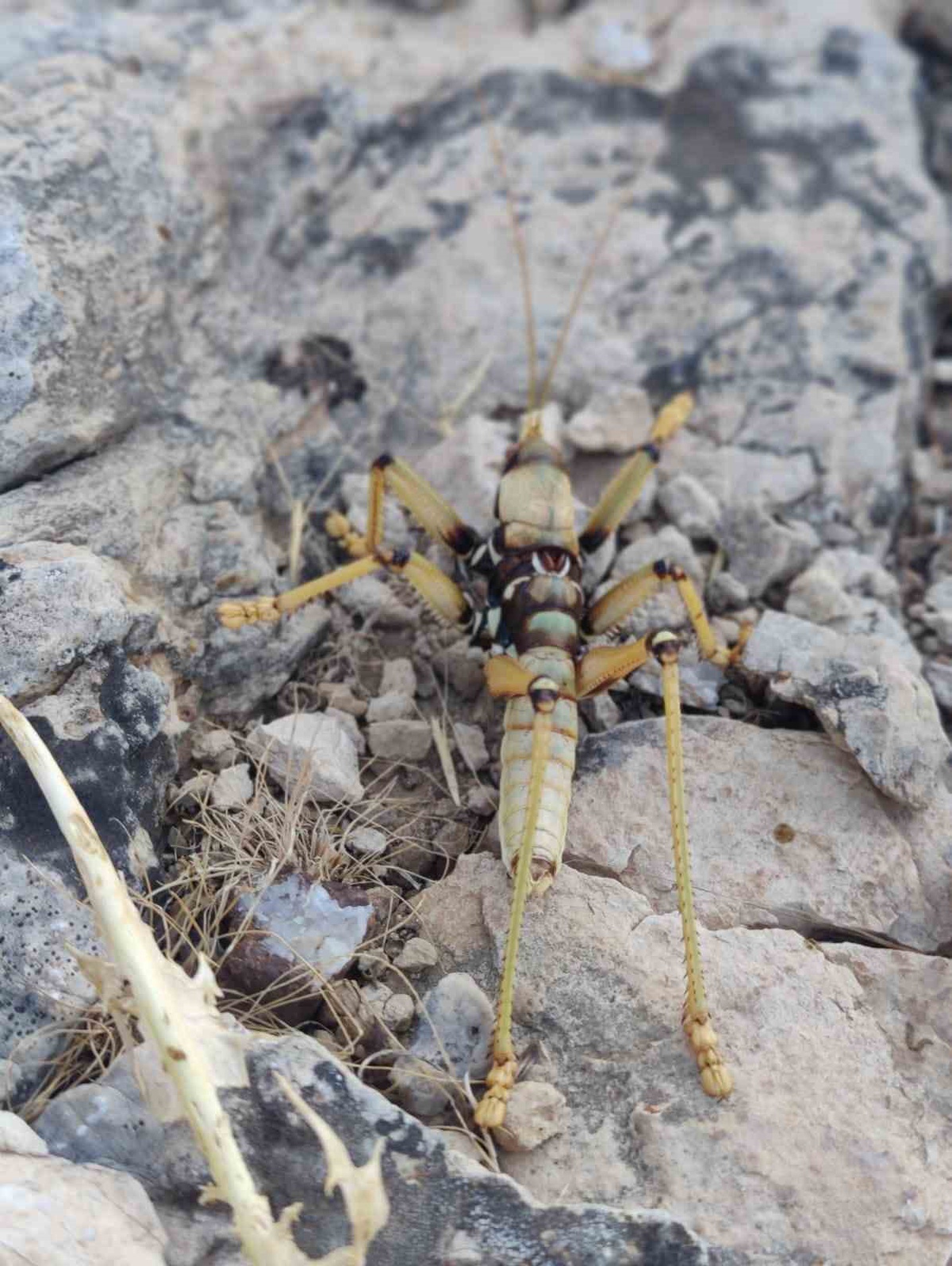 Dev Çekirge Adıyaman\'da Şaşırttı