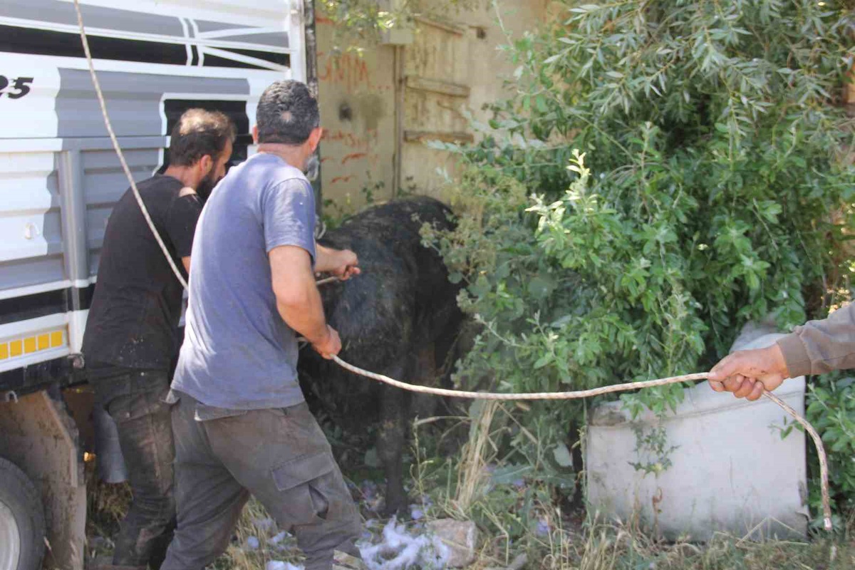 Kızgın Boğa Sivas\'ı Korkuttu