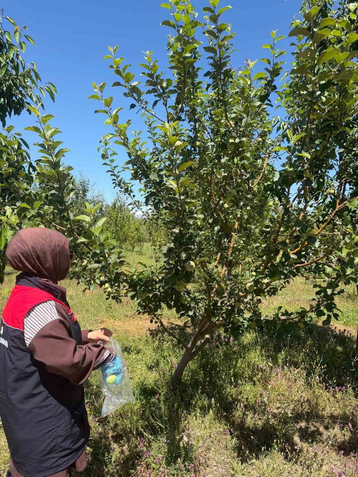 Bayburt\'ta Hasat Öncesi Pestisit Denetimi