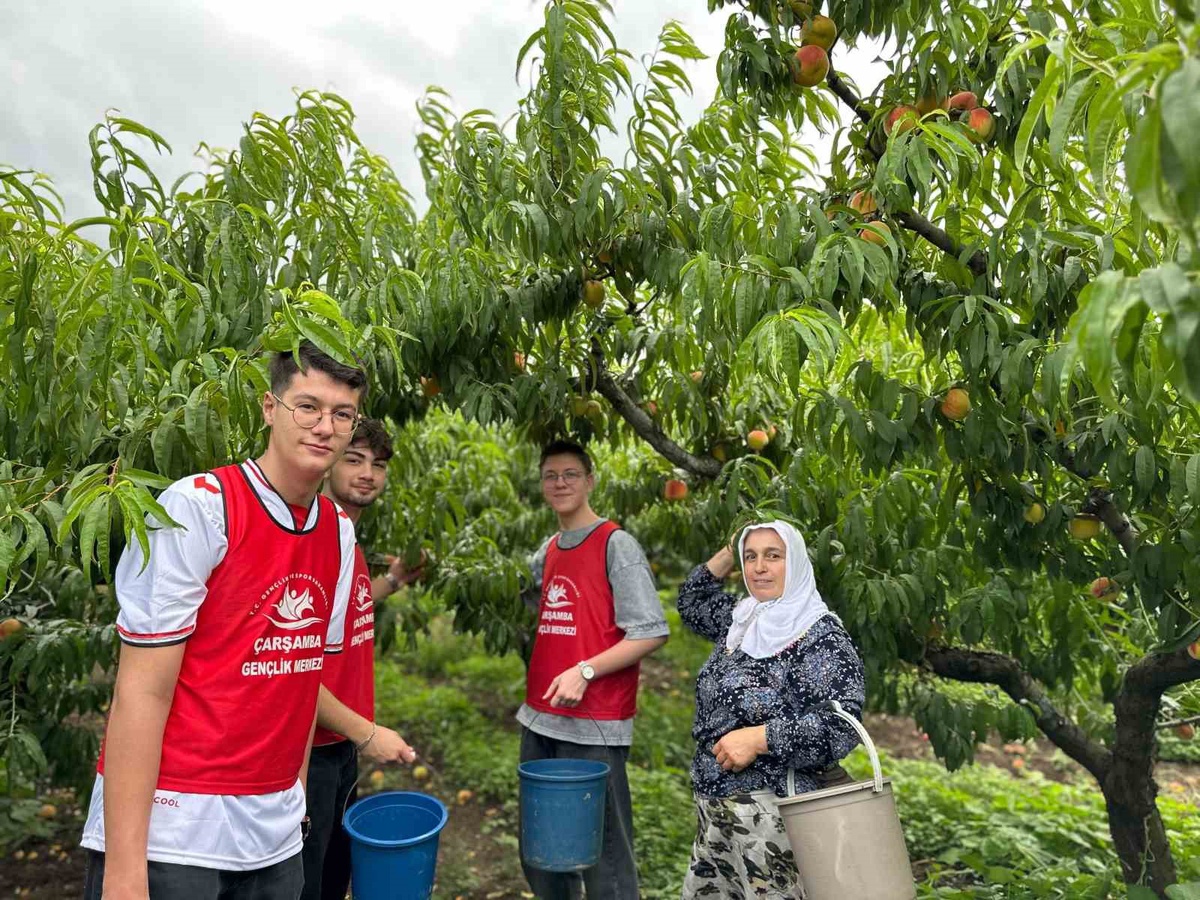 Gençler Şeftali Hasadı Yaptı