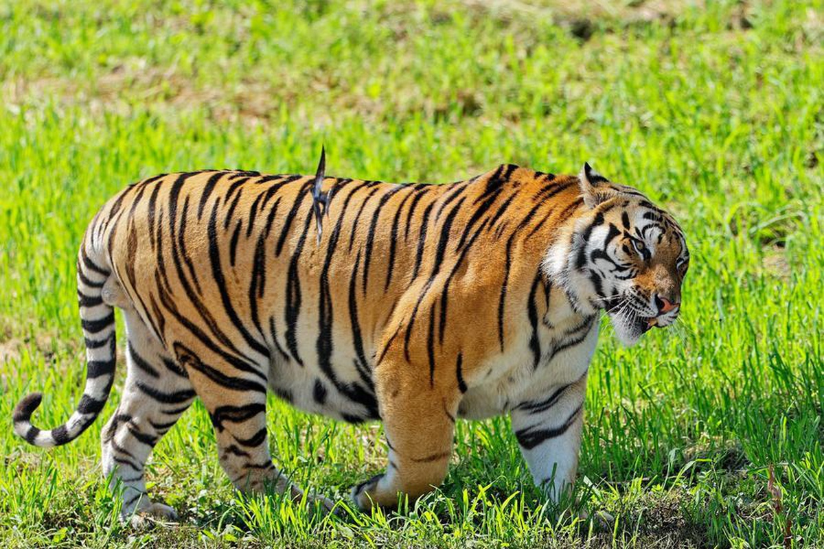 Çin\'de Kaplan ve Leopar Popülasyonu Artıyor