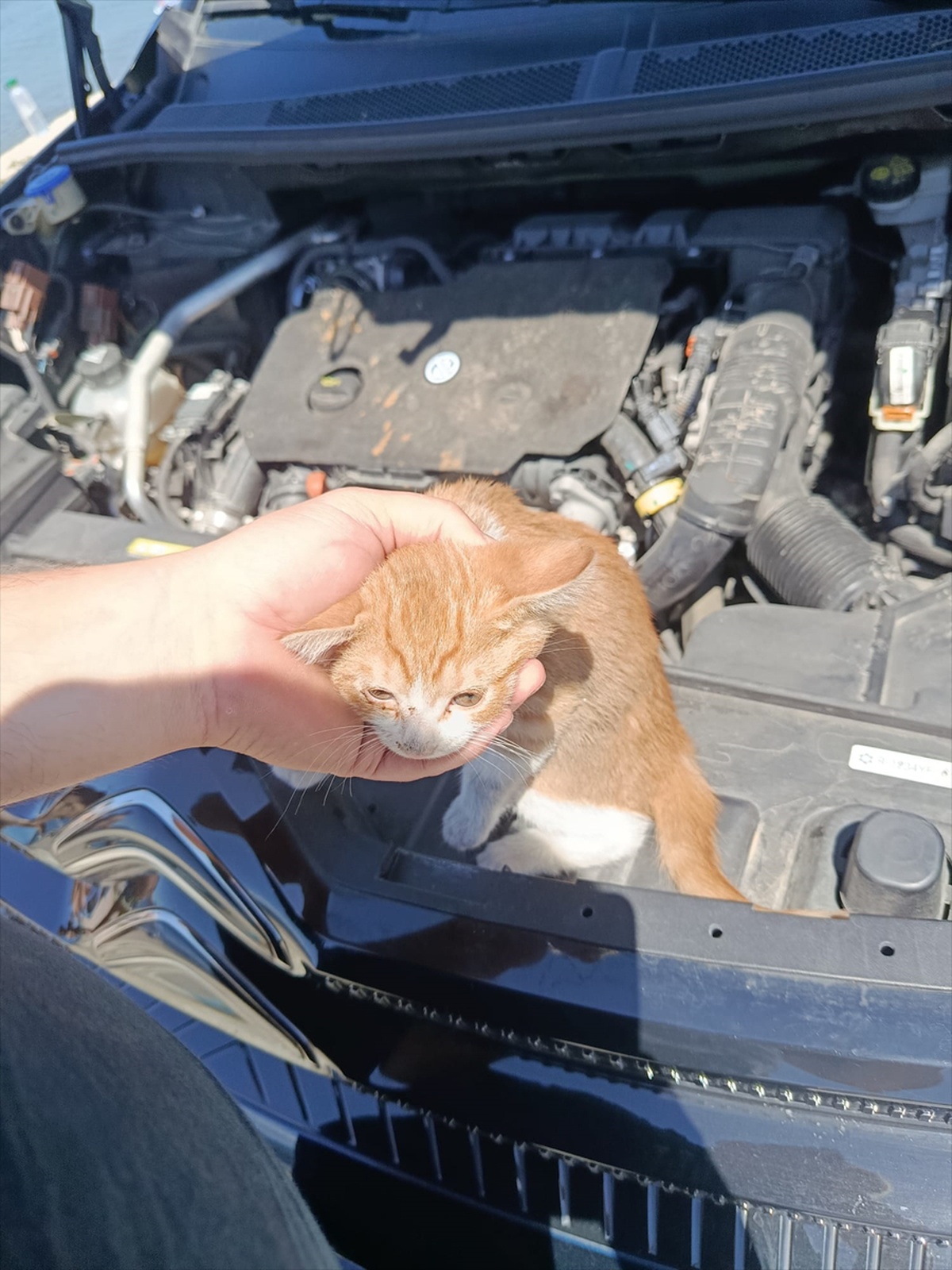 Otomobil Motorundan Kedi Yavru Kurtarıldı