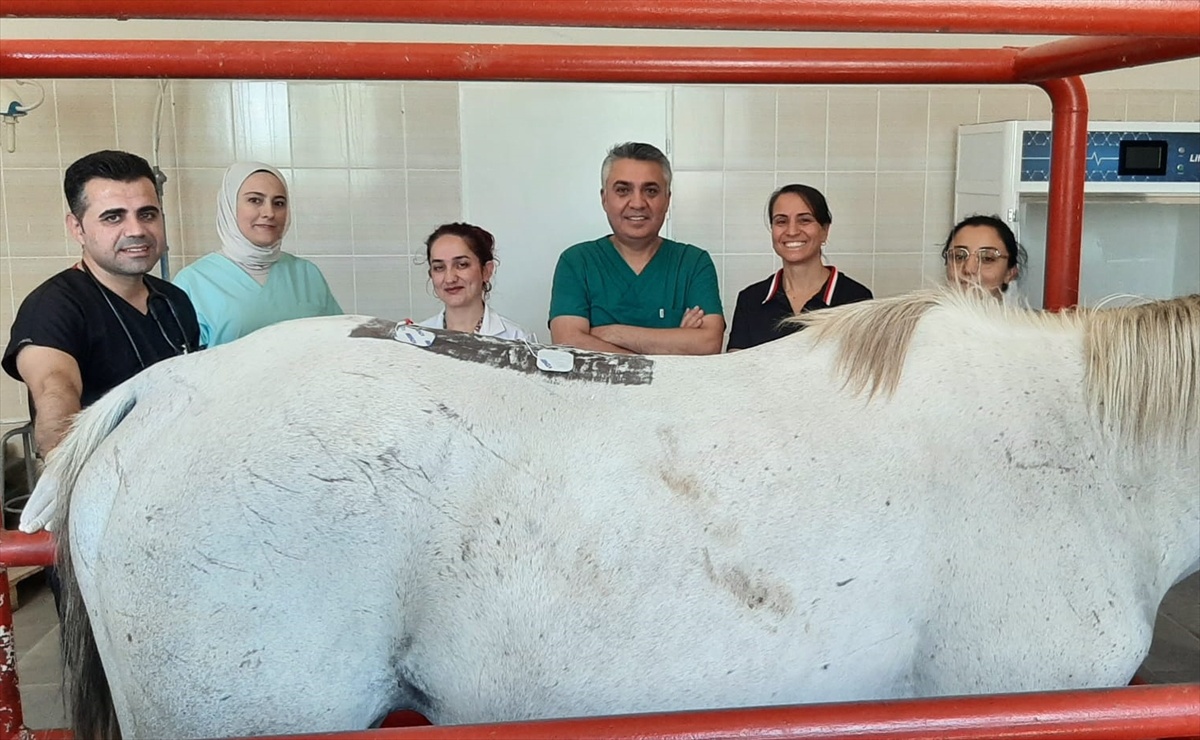 Diyarbakır\'da Yarış Atına Fizik Tedavi
