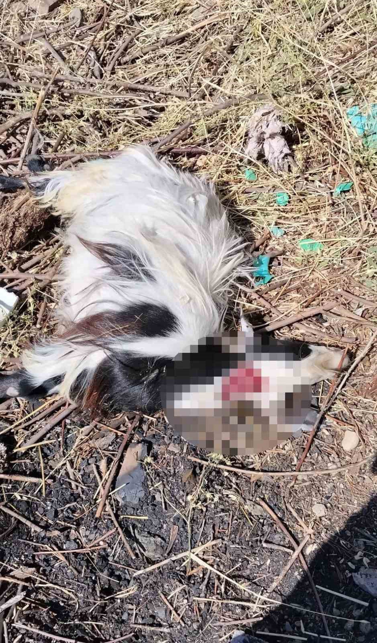 Sokak Köpekleri Keçileri Telef Etti