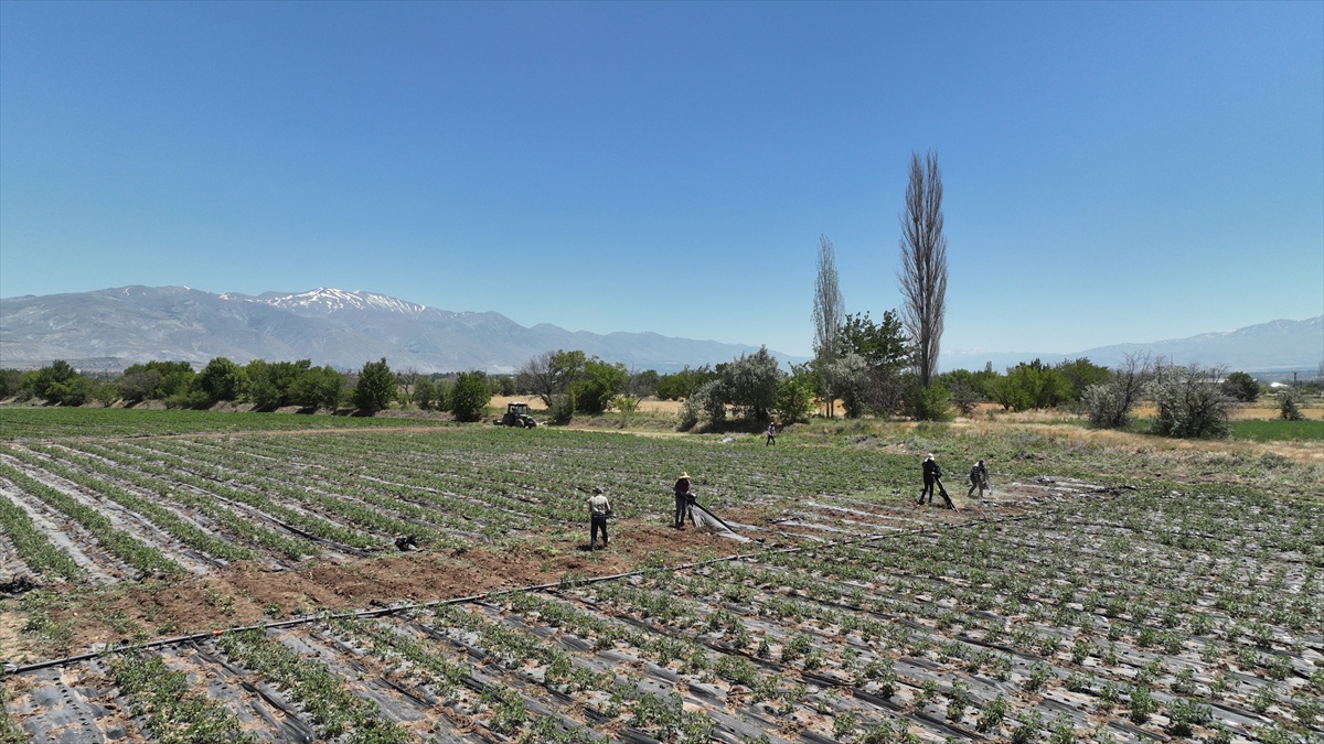 Erzincan\'da Malç Sistemi ile Verim Artışı