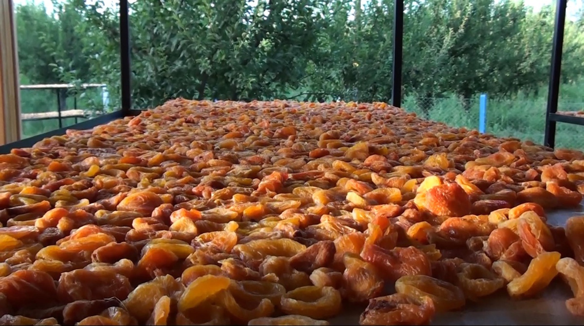 Iğdır\'da Kadın Kooperatifinden Doğal Kuru Kayısı