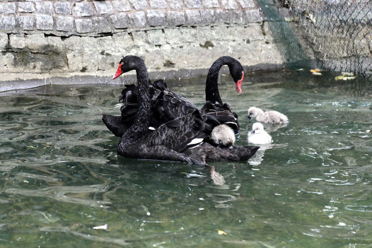 Kuğulu Park\'a 4 Yeni Yavru Kuğu
