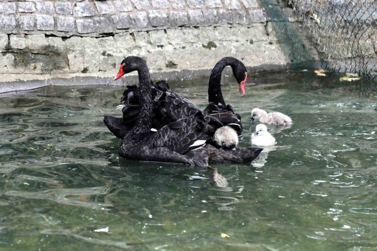 Kuğulu Park\'ta 4 Yeni Yavru Kuğu Doğdu