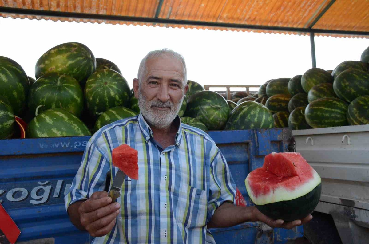 Osmaneli Karpuzunda Hasat Devam Ediyor