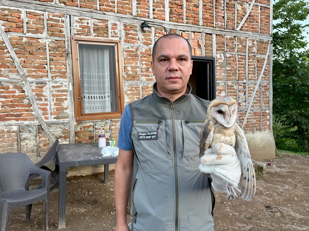 Fatsa\'da Baykuş Yavruları Doğaya Salındı