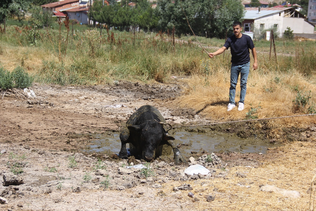 Kaçan Angus Boğa 2 Saatlik Kovalamacanın Ardından Yakalandı