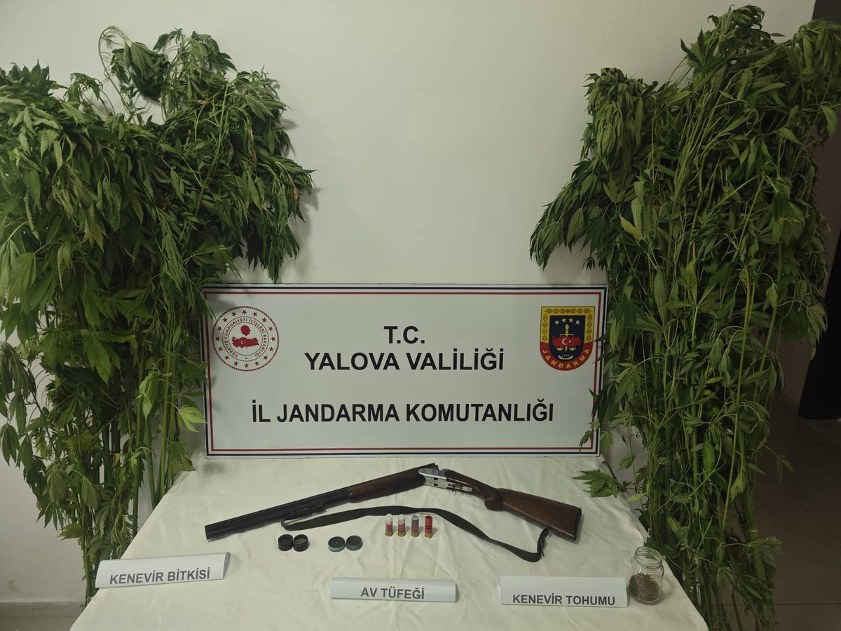 Kenevir Ekimi Yapan İki Şüpheli Gözaltında