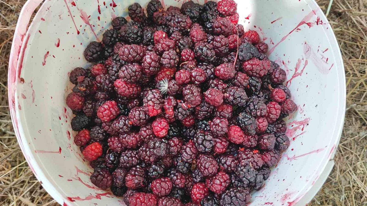 Kurtağılı\'nın Asırlık Karadutları