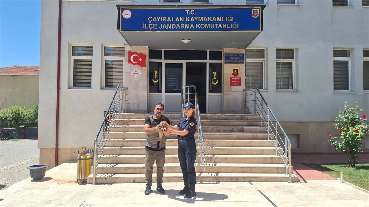 Yaralı Şahin Tedavi Altında