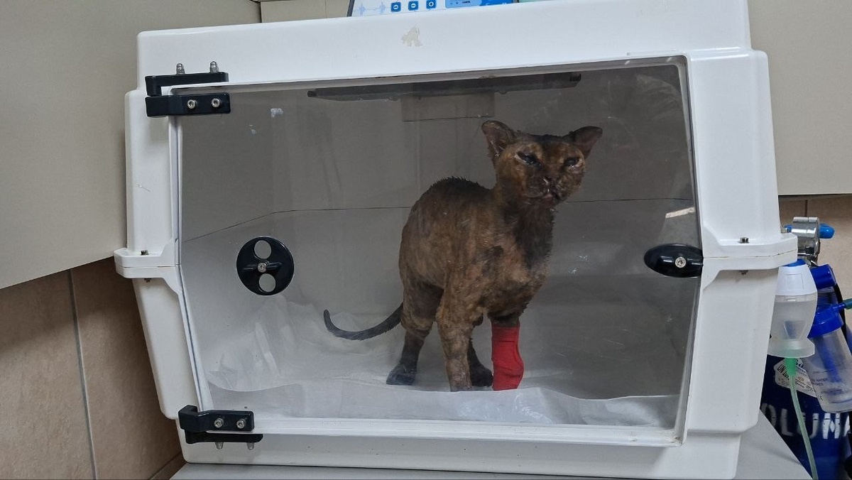 Yangında Yaralanan Kedi Tedavi Altında