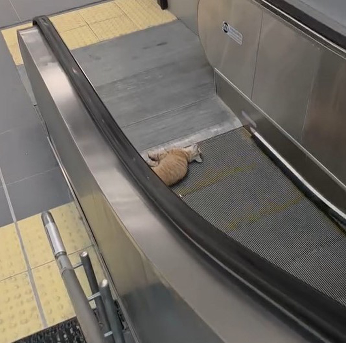 Başakşehir Metro İstasyonu’nda kedi yürüyen merdivene sıkıştı
