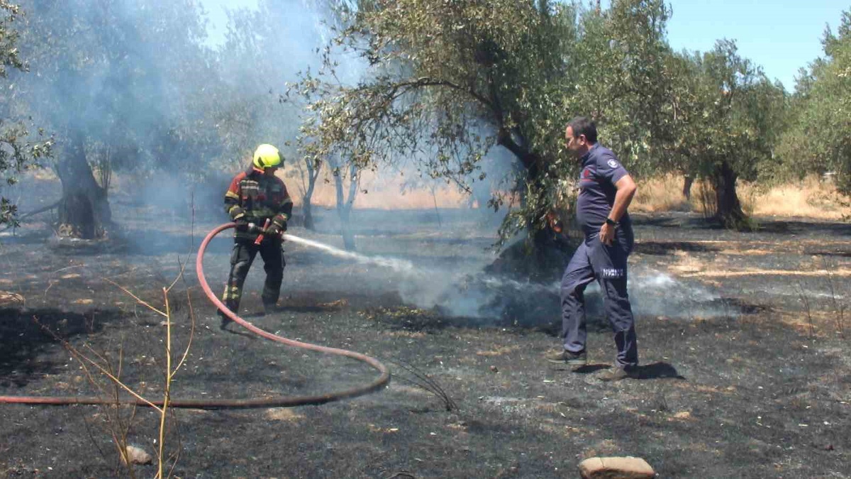 Burhaniye\'de Ot Yangını Kontrol Altına Alındı