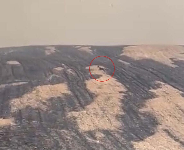 Yangın bölgesinden yürek yakan görüntü! Can havliyle kaçtı