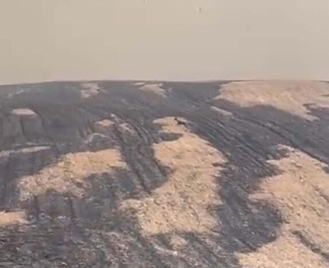 Yangın bölgesinden yürek yakan görüntü! Can havliyle kaçtı