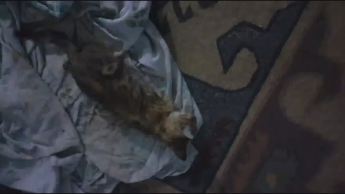 Amasya\'da 8 Kedi Ölü Bulundu
