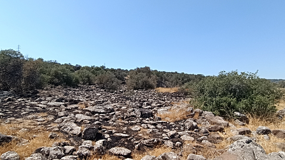 Gaziantep\'te orman yangını