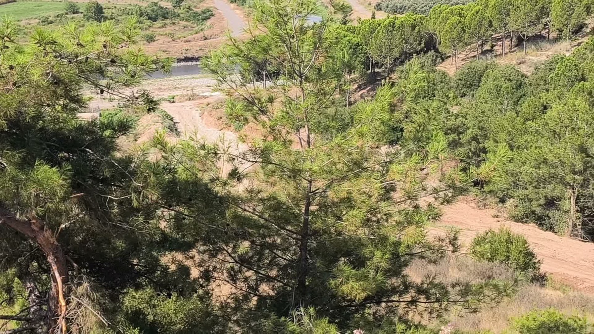 Osmaniye\'de Ağaç Katliamına Tepki!