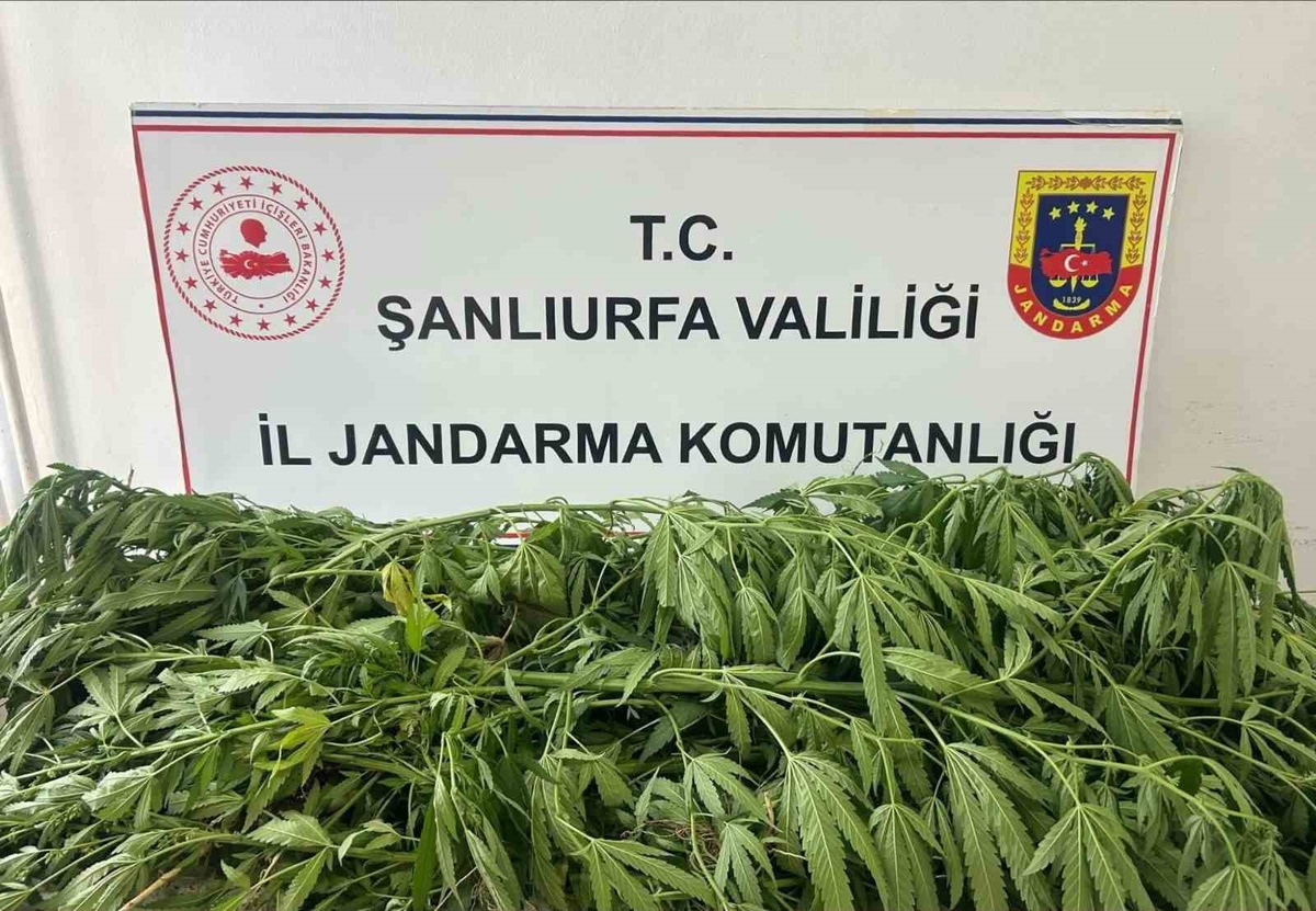 Suruç\'ta Kenevir Operasyonu: 35 Kök Ele Geçirildi