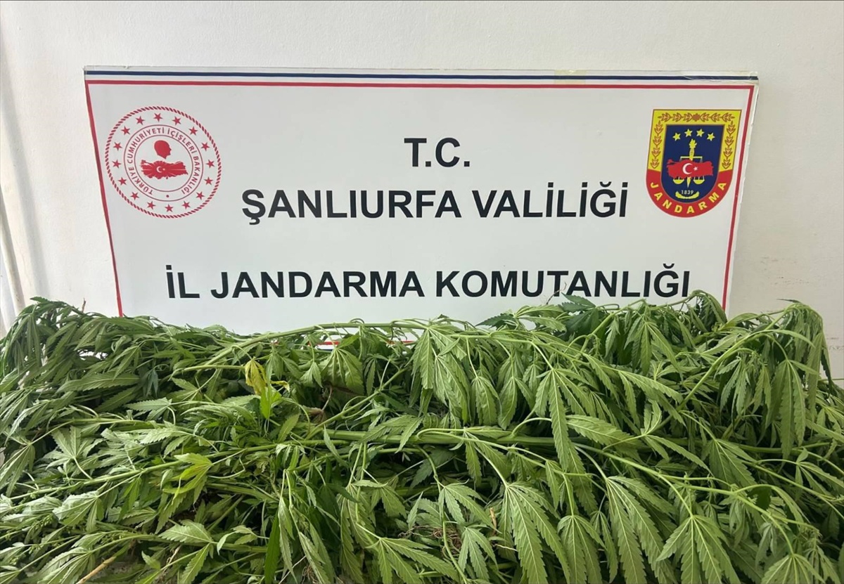 Suruç\'ta Uyuşturucu Operasyonu: 1 Gözaltı