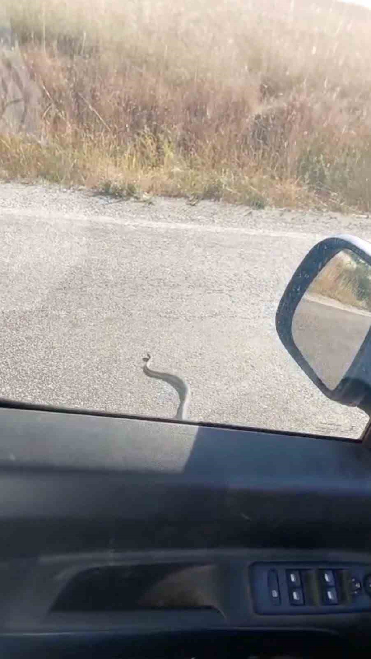 Yolda Yılanla Karşılaşan Sürücüler Şaşırdı