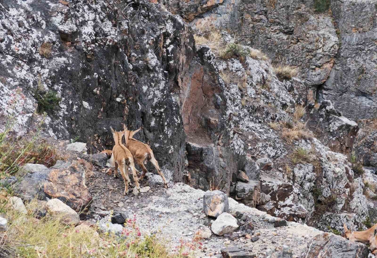 Gümüşhane\'deki Yavru Yaban Keçileri Oyun Oynuyor