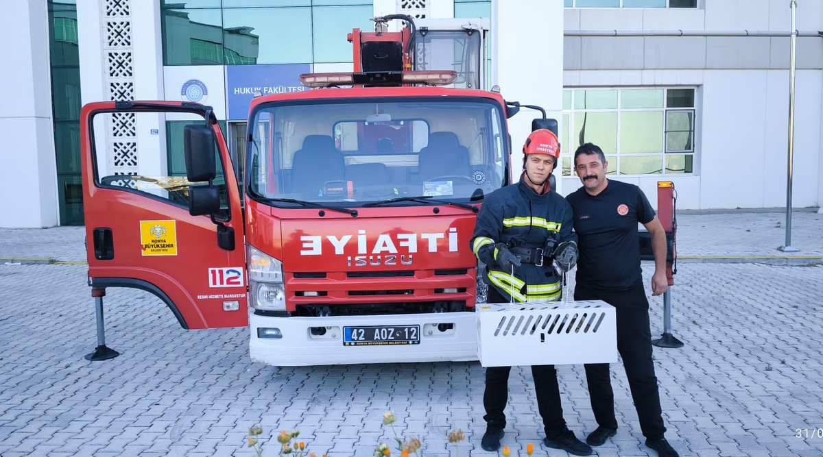 Kedinin 16 Metre Yükseklikten Kurtuluşu
