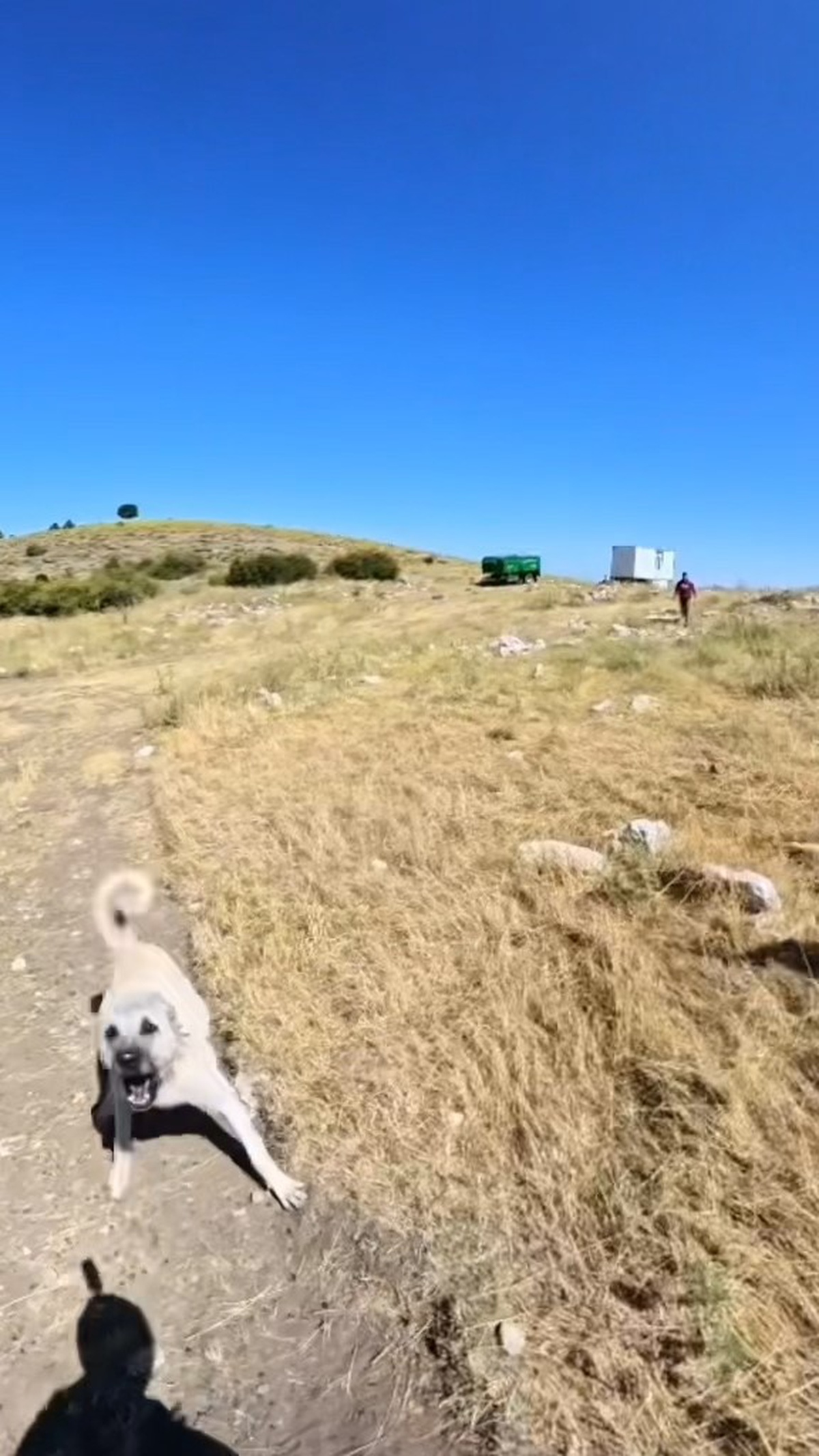 BASE Jump Atlayışı Sonrası Köpek Saldırısı
