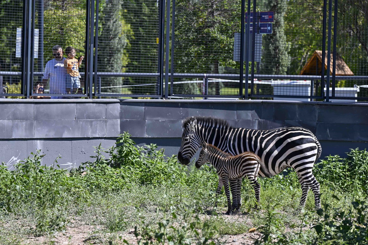 Yeni Yavru Zebra Park\'ta!