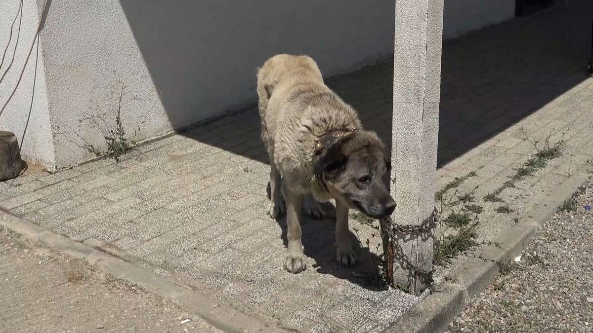 Hadise Kangal\'ın Yavruları Tehlikede