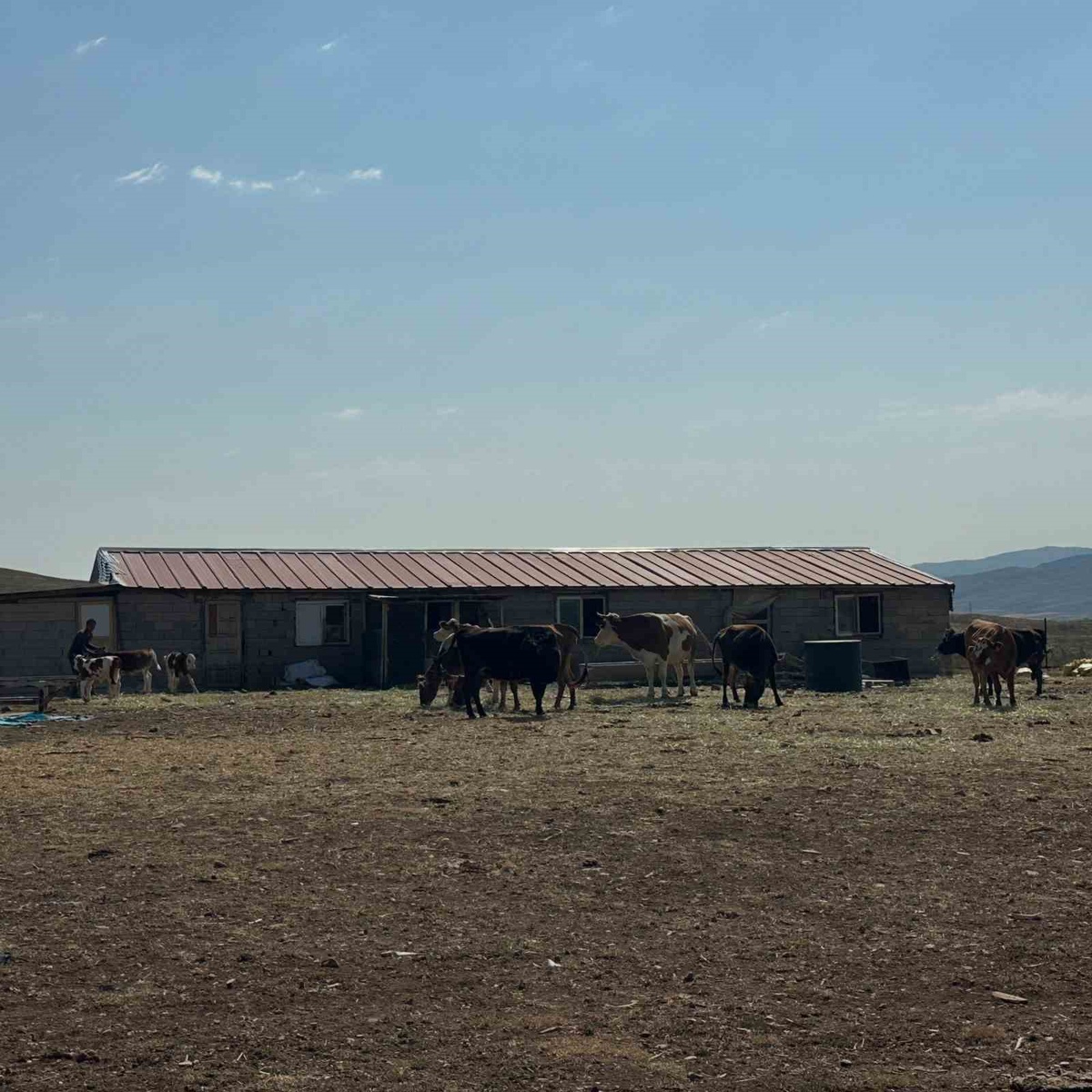 Aydıntepe\'de Buzağı Küpeleme ve Aşılama Tamamlandı
