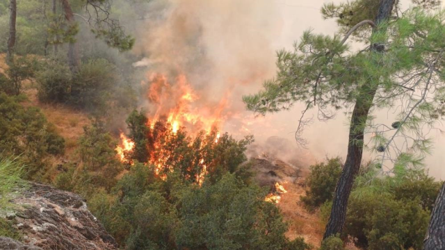 Balıkesir Gömeç'te 3 gündür süren yangını çıkaran 2 kişi tutuklandı