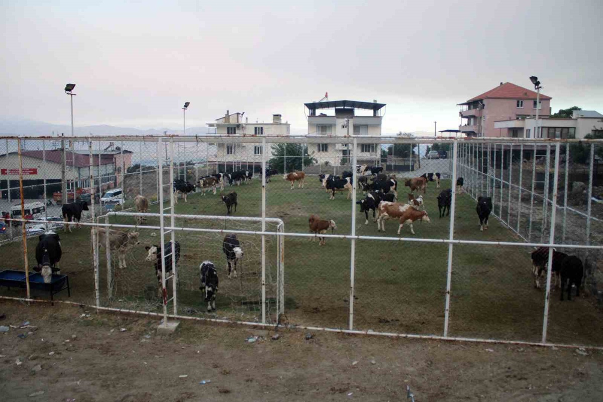 Çine’de alevlerin ulaştığı mahallede hayvanlar halı sahada korumaya alındı
