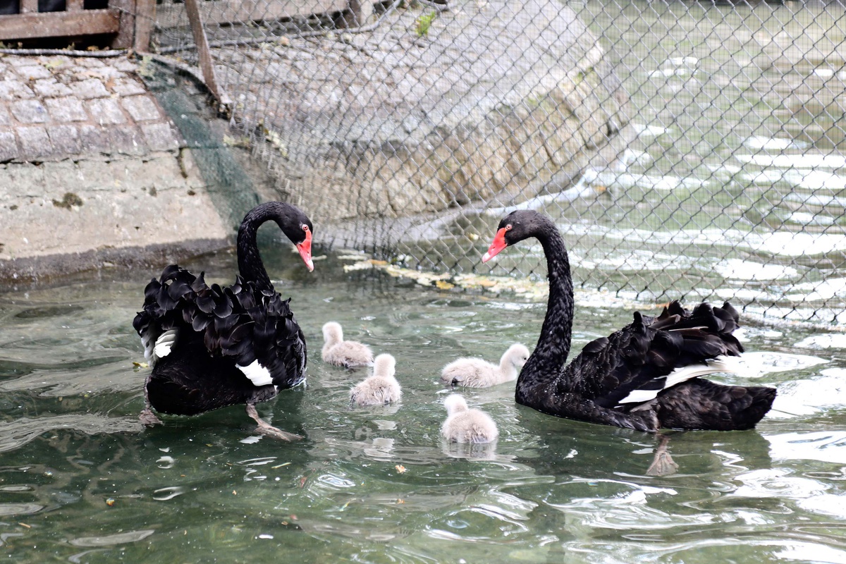 Kuğulu Park\'ta 4 Yeni Yavru